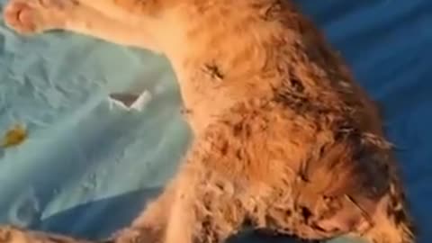 Gazans care about animals despite Israeli blockade Famine caused by blockade