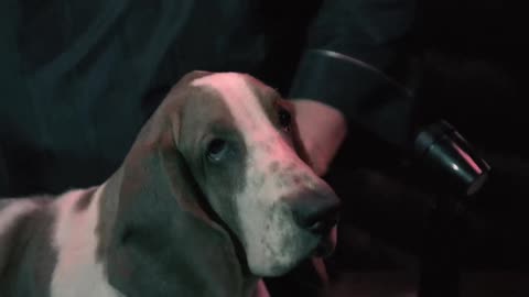 nati con la camicia - terrence hill & bud spencer