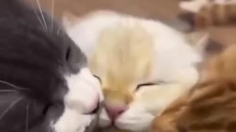 😼🚗 Cat Throws Shade: Stay in Your Lane, Mister! | FunFM