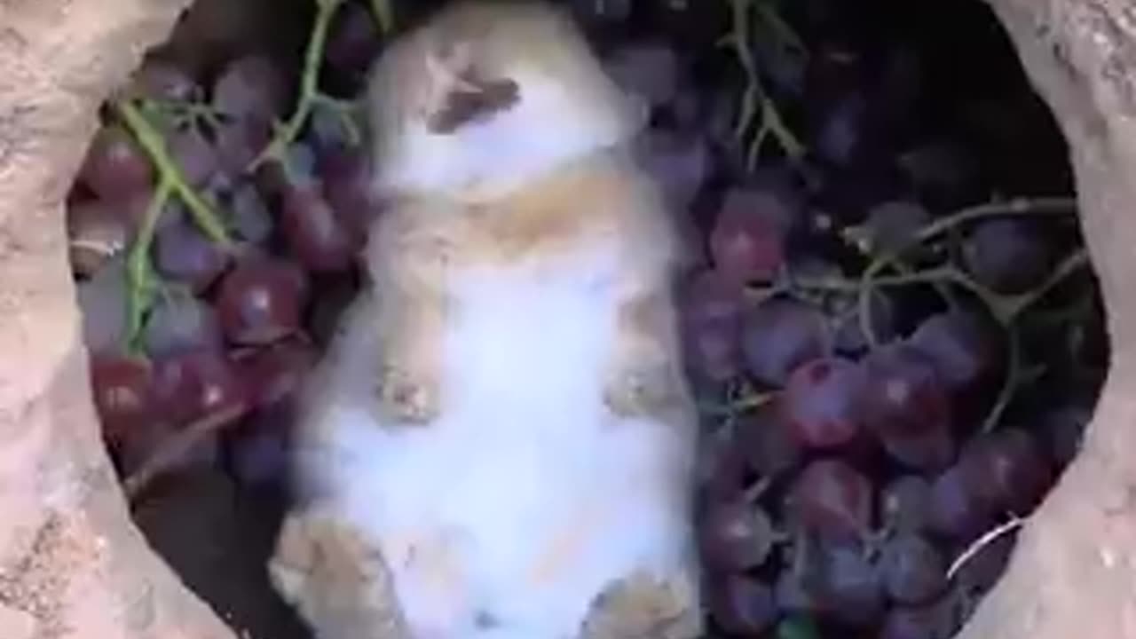 Eating and resting | funny video | crazy clips