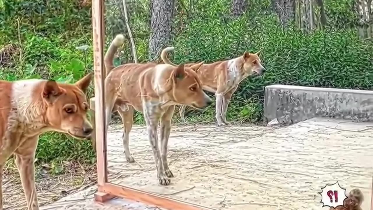 Funny animals videos