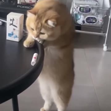 When your new table is cat proof.. 😂