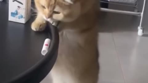 When your new table is cat proof.. 😂