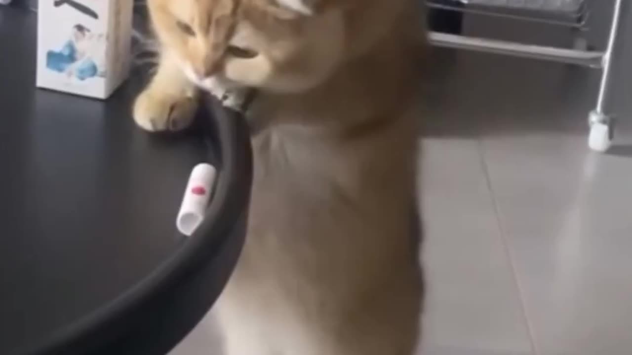When your new table is cat proof.. 😂