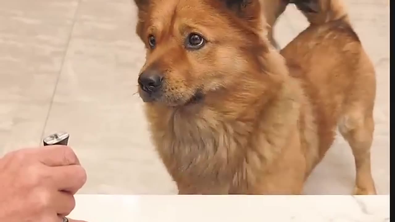 Funny Dog