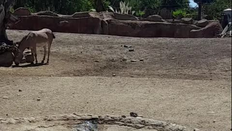 Somali donkey
