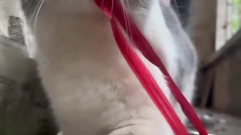 🐶👊 Food Demand: This Dog Means Business! | FunFM