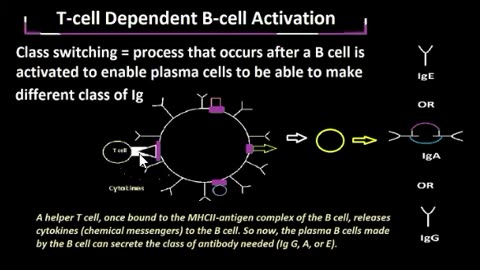 T cell Dependent Activation of B cells