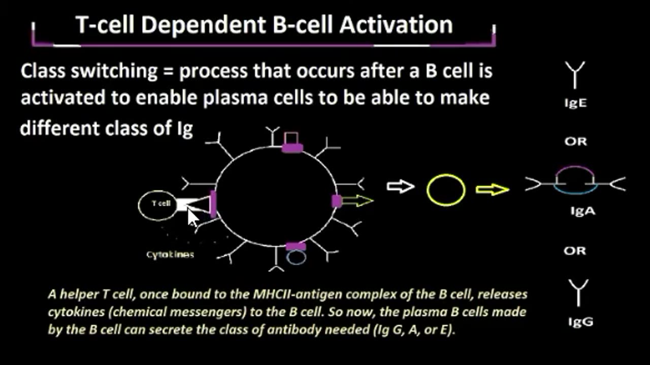 T cell Dependent Activation of B cells
