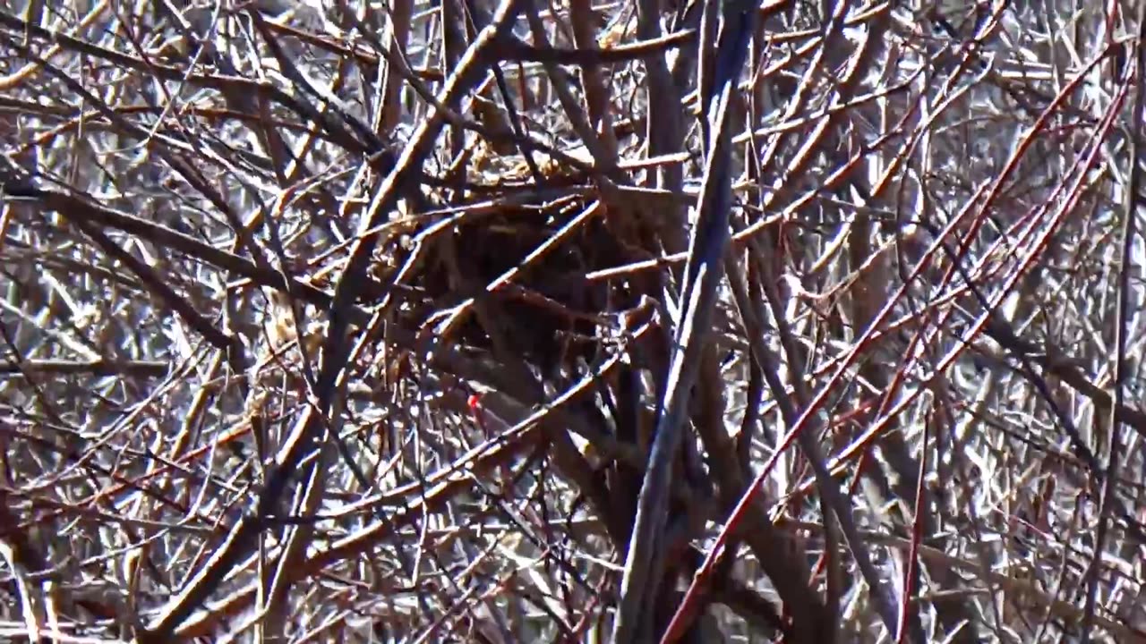 Bird Nest