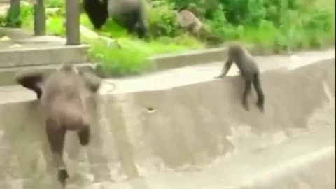 Monkey Lover - 00003