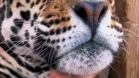 Adorable little pet 😱