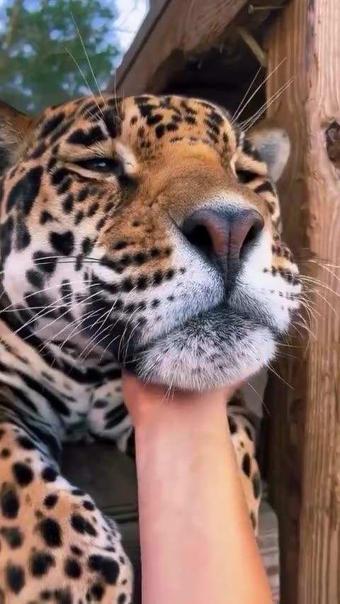 Adorable little pet 😱