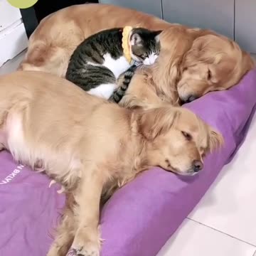 This Cat's Nap Spot Will Surprise You!