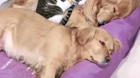 This Cat's Nap Spot Will Surprise You!