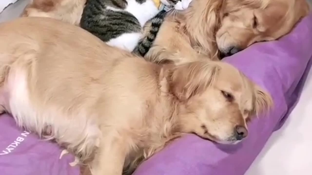 This Cat's Nap Spot Will Surprise You!