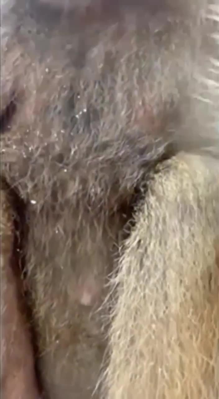 A GROUP OF BABOONS TAKE VIDEO 😜SELFIES AFTER A PHONE FELL INTO THEIR ZOO ENCLOSURE