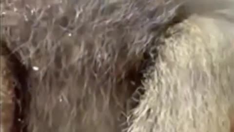 A GROUP OF BABOONS TAKE VIDEO 😜SELFIES AFTER A PHONE FELL INTO THEIR ZOO ENCLOSURE