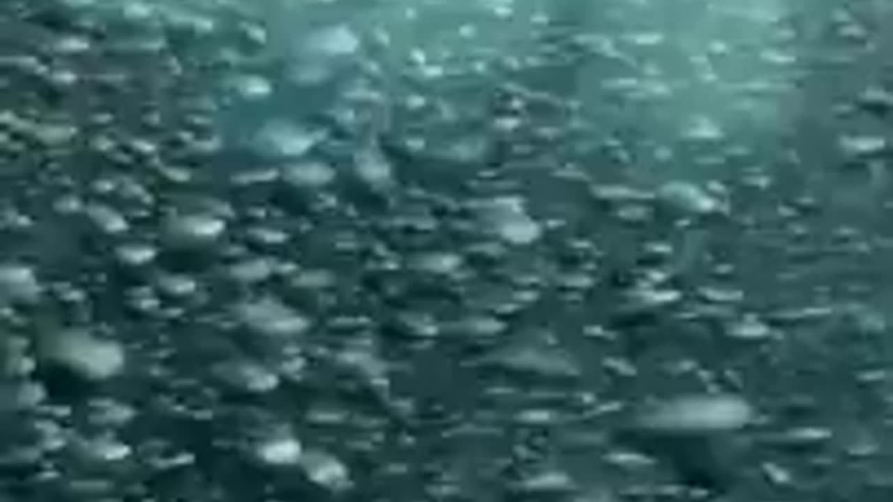 Ed Sheeran Camera (Official Music Video)