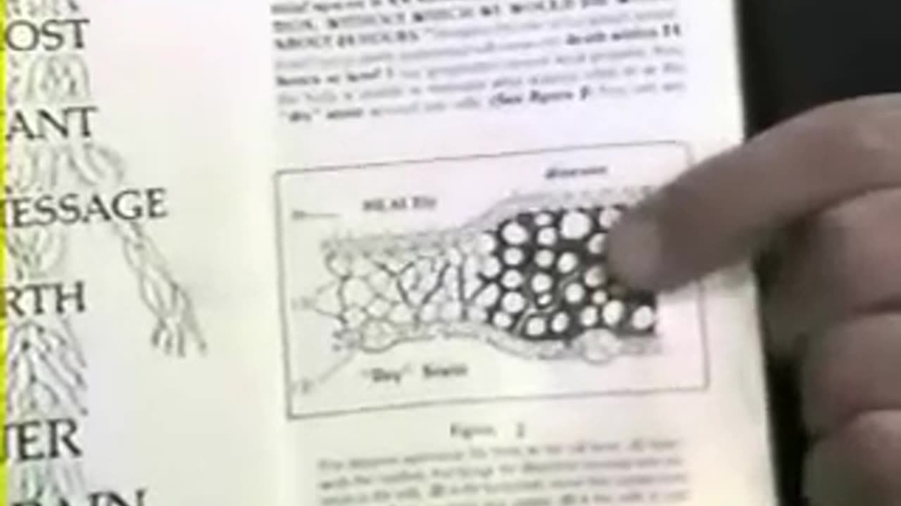 The bodies purification system