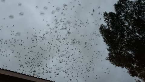 Migrating Vaux's Swifts