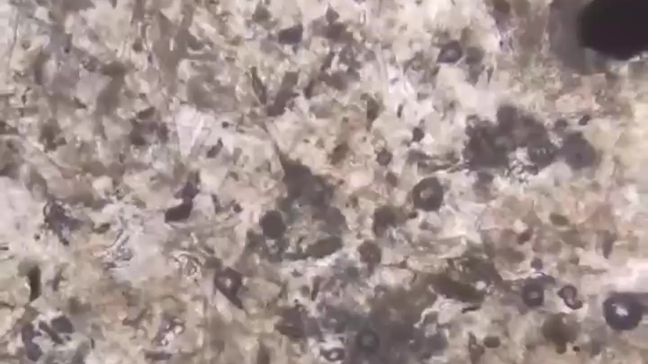 Nobodies ever really paid much attention to Parasites until now.