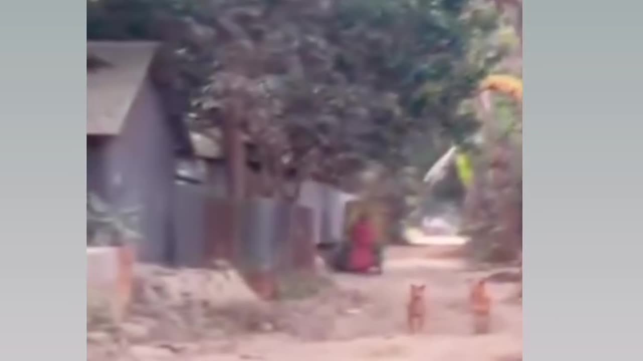 Funny video