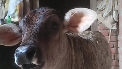Cow's baby voice