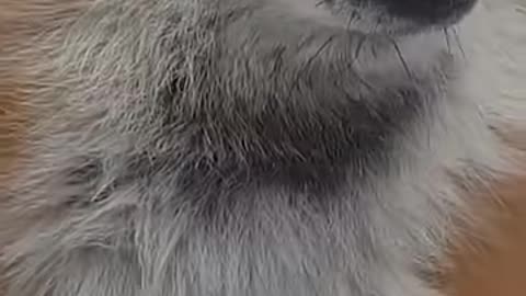 Cute Fox