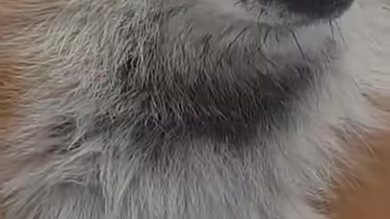 Cute Fox