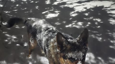 Purina Training Treats.