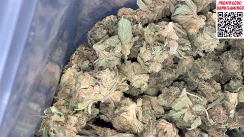 Dank Berries and Labubu Haze from THCA Small Buds! Mrs Dank Flamingo Review!!