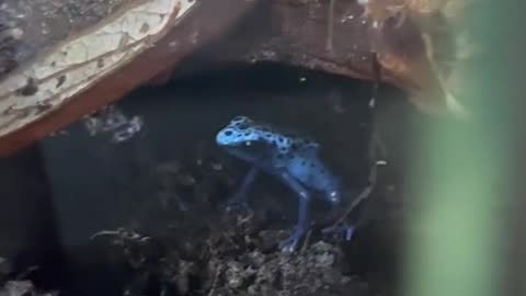 For a second, I thought my two poison dart frogs were about to fight…