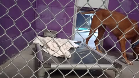 Canela 2y Pet Id 947812 kennel 23 HSSAZ shelter she's been socialized wonderful, an angel2025912813