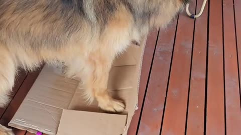 Littels Dog's Comedy Videos 🤣 so cute videos 😍 funny pictures and puppies comedy scenes 🤣