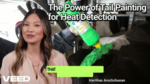 Unlocking Fertility Success on Your Dairy Farm:The Power of Tail Painting for Heat Detection