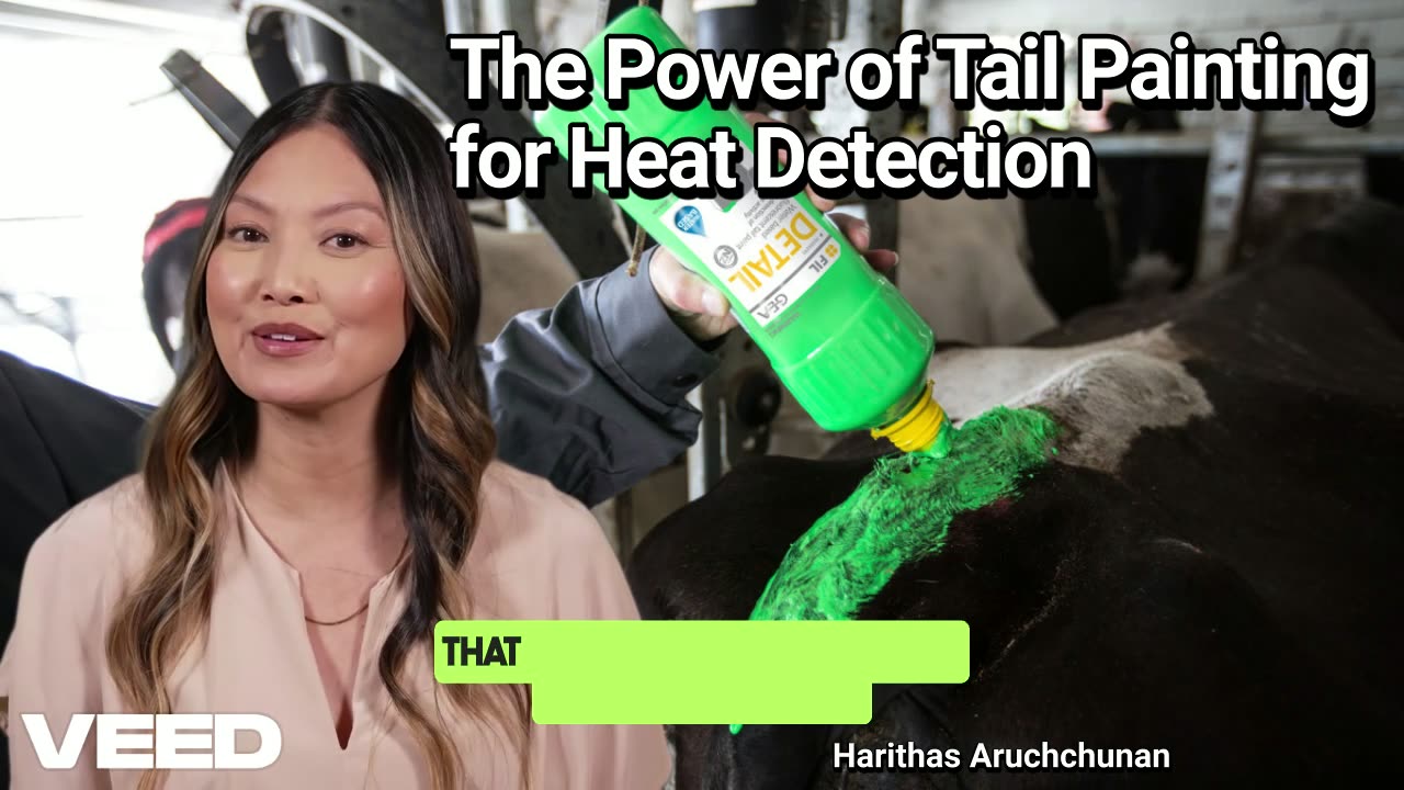 Unlocking Fertility Success on Your Dairy Farm:The Power of Tail Painting for Heat Detection
