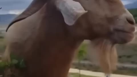 Goats 🐐 are hilarious