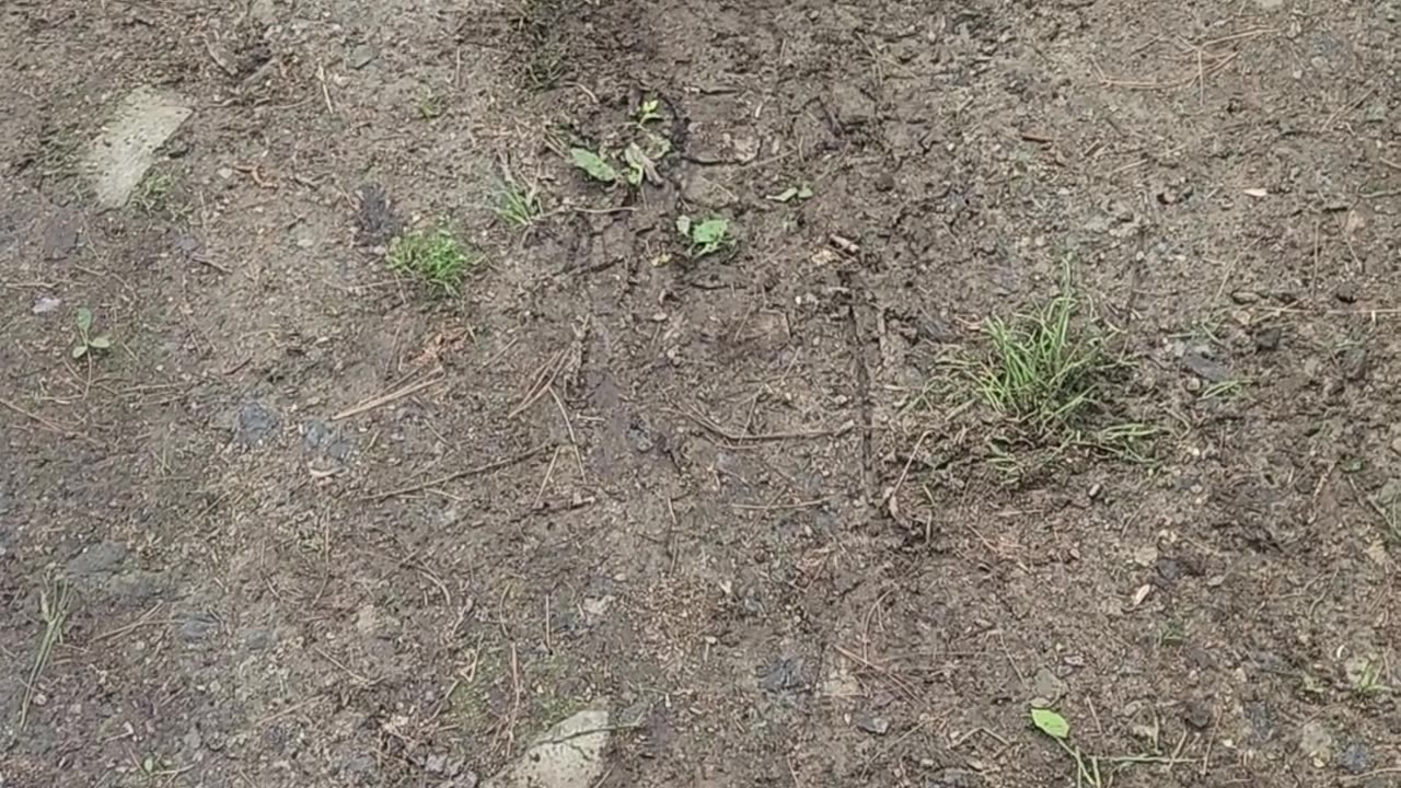 Skippy the Martyr'd Squirrel.