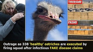 Outrage as 338 'healthy' ostriches are executed by firing squad after infectious FAKE disease claims