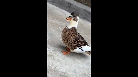 beautiful duck sounds