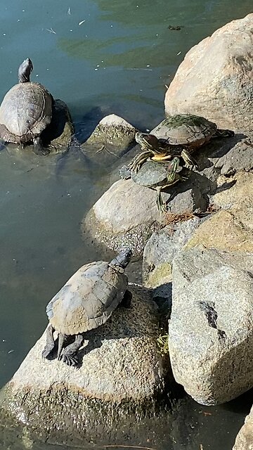 Red-Eared Slider Turtles 🐢 #redearedslider #followme #shorts #viral #trending #turtles #turtle