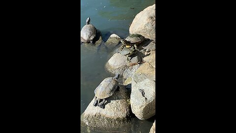 Red-Eared Slider Turtles 🐢 #redearedslider #followme #shorts #viral #trending #turtles #turtle