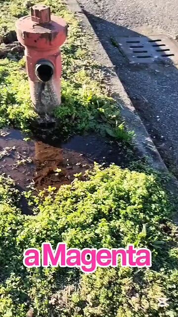 che succede a Magenta?