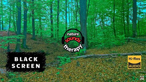 Bird Songs in Beech Forest: Spring, Lake & Swamps - BLACK SCREEN
