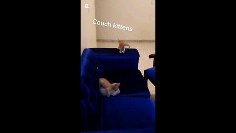 Couch kittens