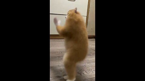 Kungfu cat