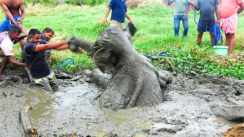 Happy Ending! Baby Elephant starving in a Muddy PRISON saved by Brave officials