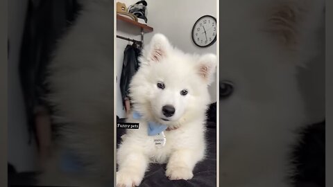 Cute puppy whining