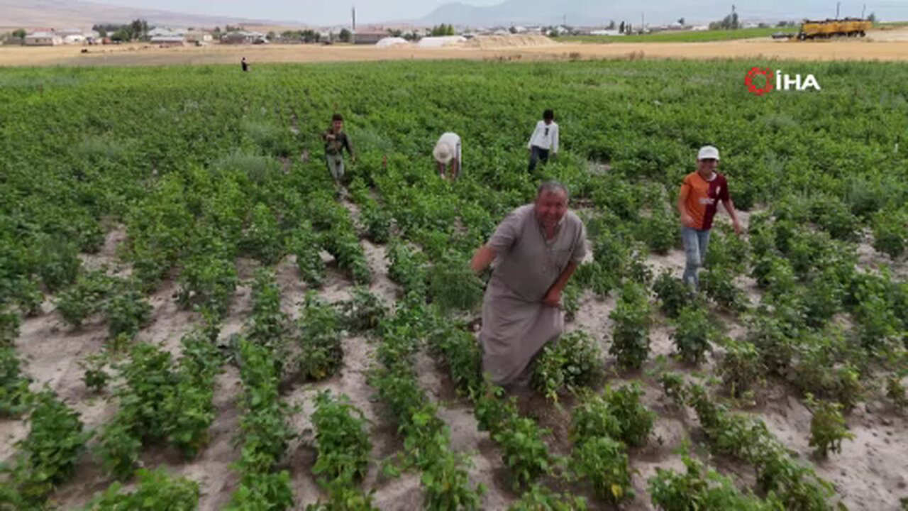 Sigara içenlere doğal çözüm: 7 saat kazanda pişirilen kozalak şurubu